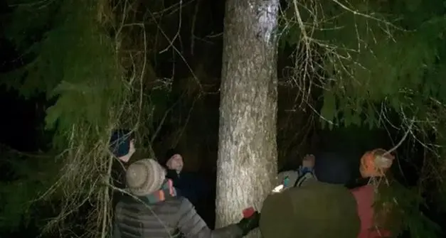 Il Vaticano sull’albero di Natale di Ledro: «Una scelta ecologica»