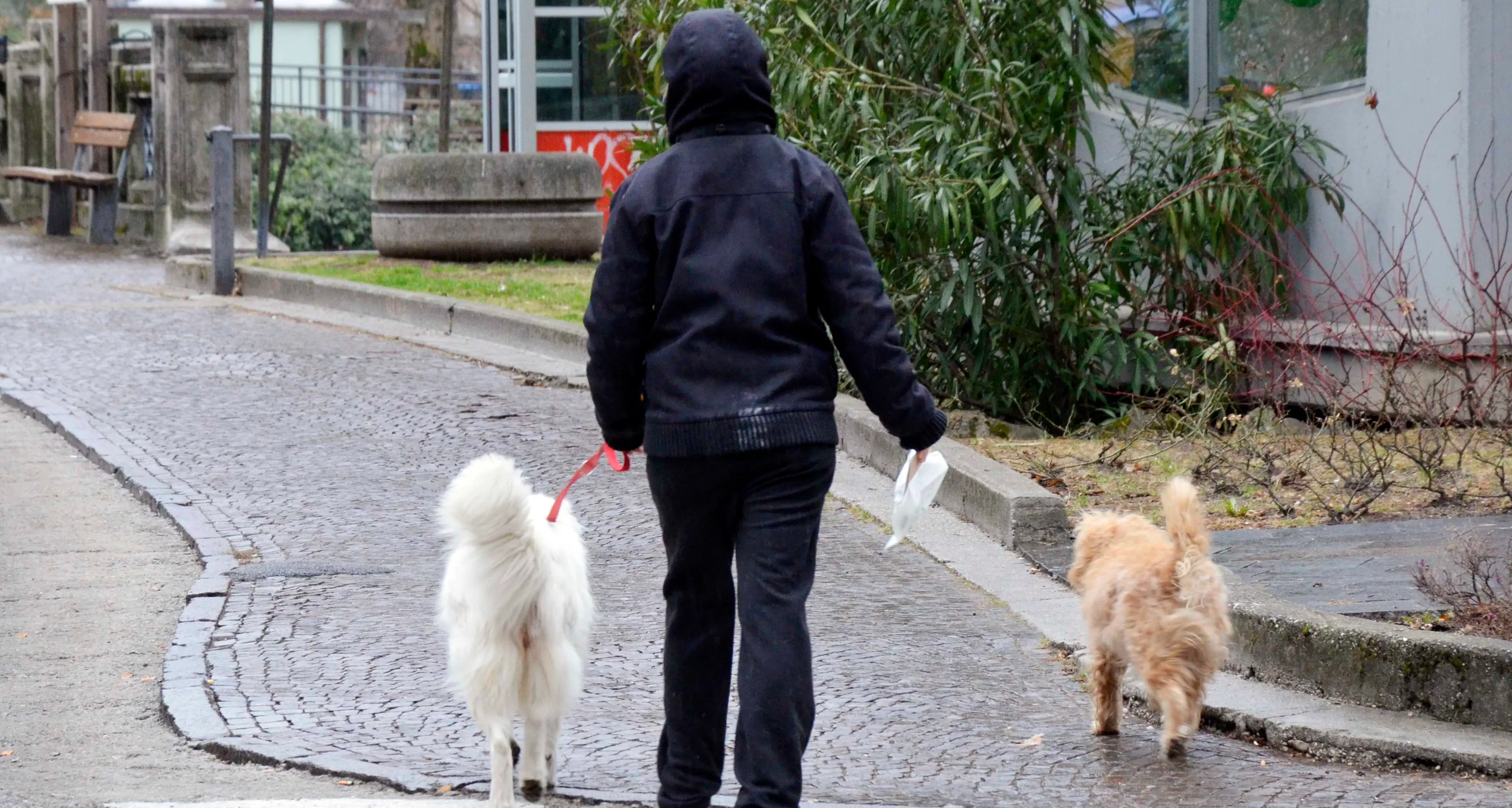 Tione, non raccoglie gli escrementi del cane: “incastrato” dalle telecamere