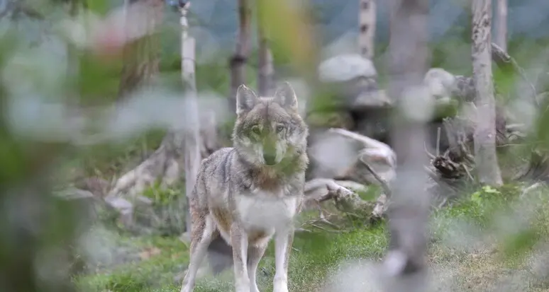 Abbattimento dei lupi, Fugatti soddisfatto: «Bene l’emendamento nella legge sulla montagna»