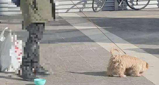 Trento, cani usati per l’elemosina: fino a 400 euro per salvarne uno