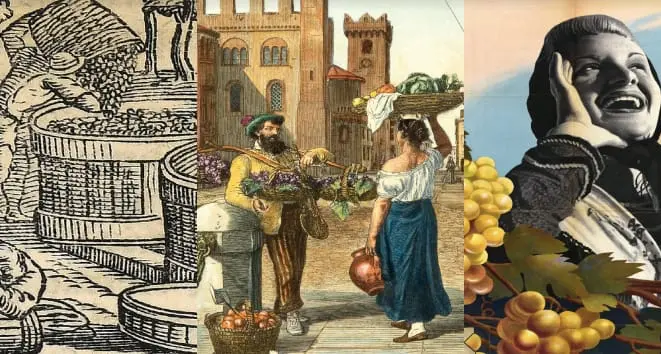 Trento, “Delle uve e dei graspati”, mostra sulla storia della viticultura in Trentino