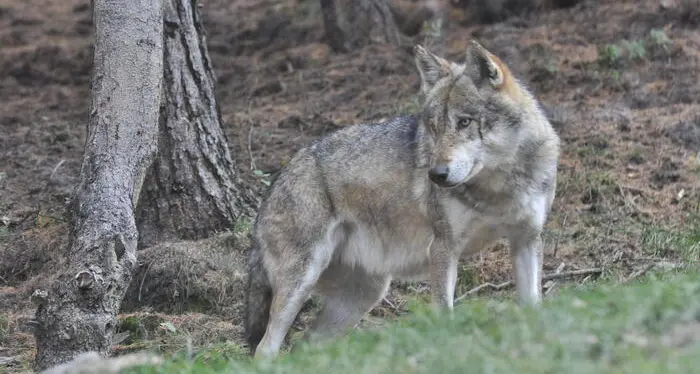 Abbattimento dei due lupi sui Lessini, il Tar di Trento rigetta istanze di sospensiva degli animalisti