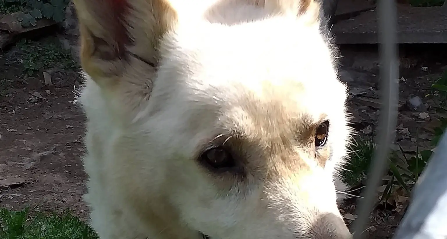 La triste storia di Bianco, il cane vissuto (e morto) in solitudine