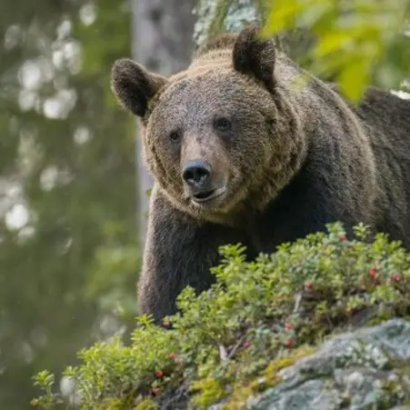 Nuovo incontro con un’orsa e i suoi cuccioli: “falso attacco” sul sentiero