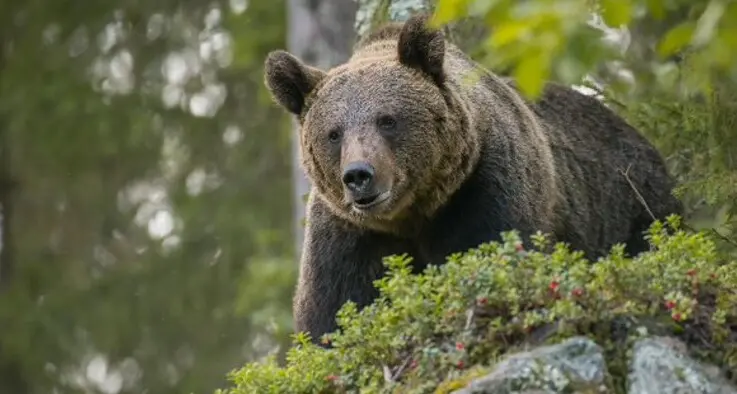 Nuovo incontro con un’orsa e i suoi cuccioli: “falso attacco” sul sentiero