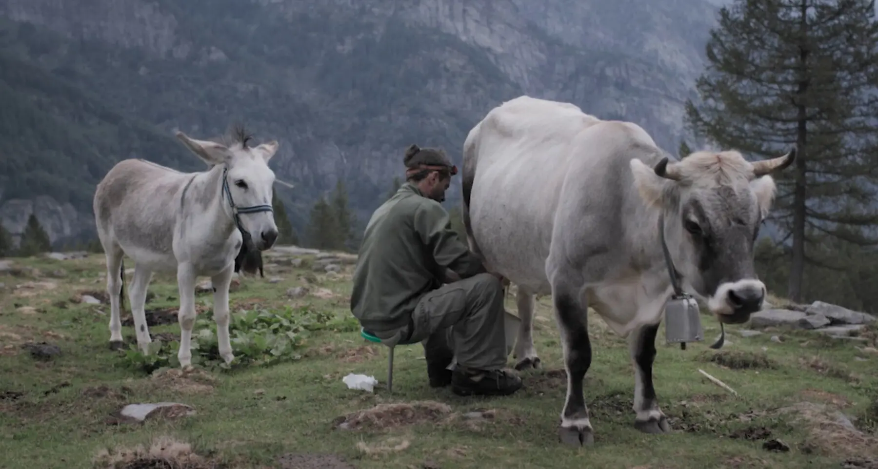 Trento Film Festival: la Genziana d’oro al duro racconto dell’alpeggio