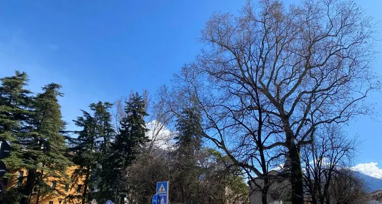 A Trento 18 alberi monumentali: c’è anche un platano del 1835 in via Santa Croce