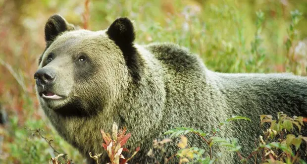 Abbattuto l’orso grizzly che ha ucciso una donna in Montana