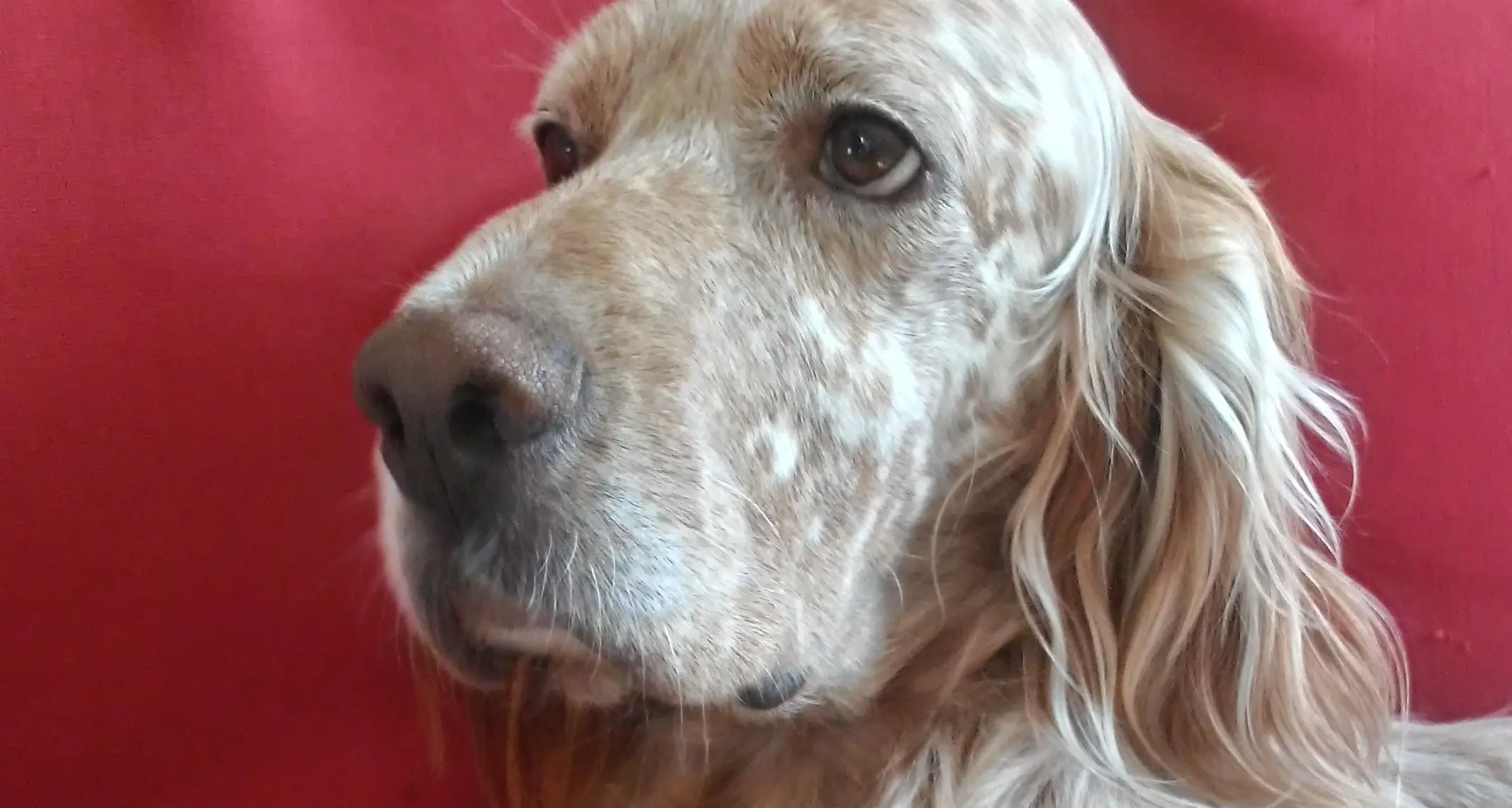 Mille chilometri per cercare il cane Ciro: l’appello della famiglia trentina