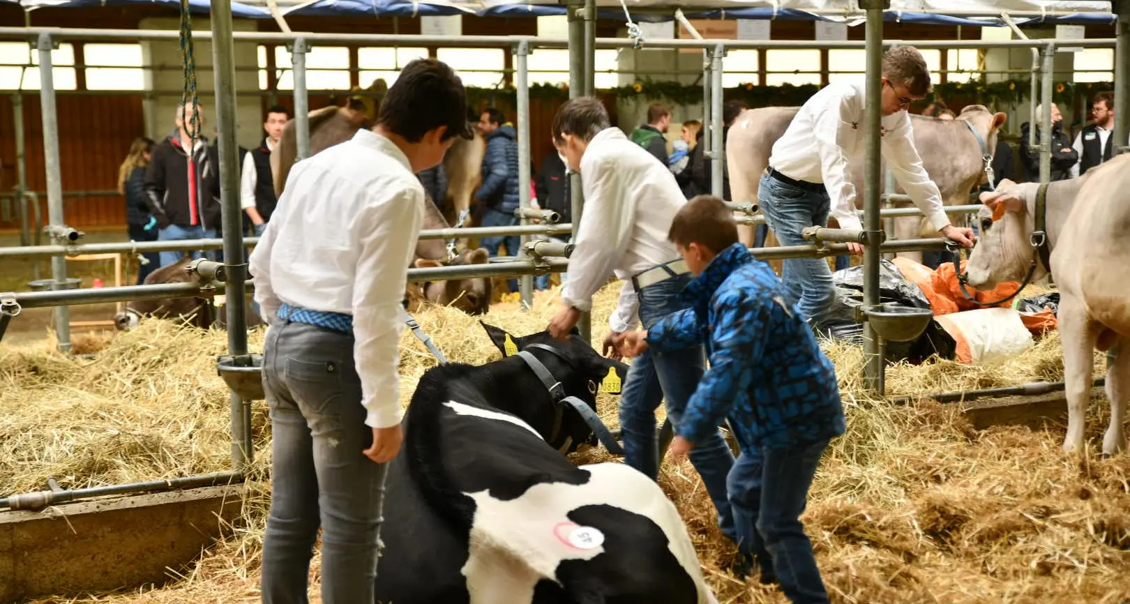 Allevatori trentini, alla Festa di primavera lo show degli animali per la gioia dei bambini