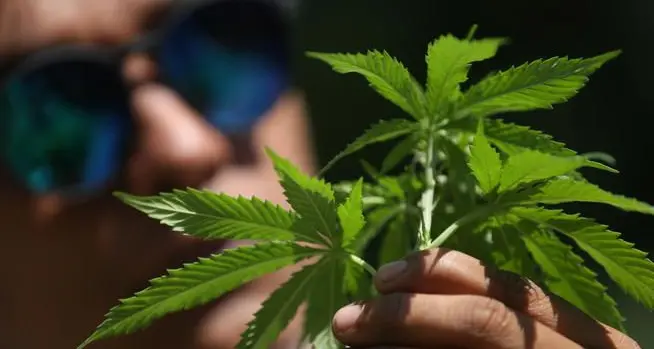 Via libera alla mini coltivazioni di cannabis a casa