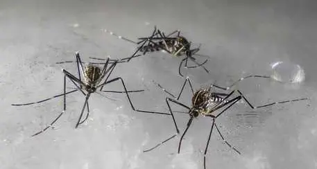 Eywa, anche il Trentino nel progetto di controllo delle zanzare dallo spazio
