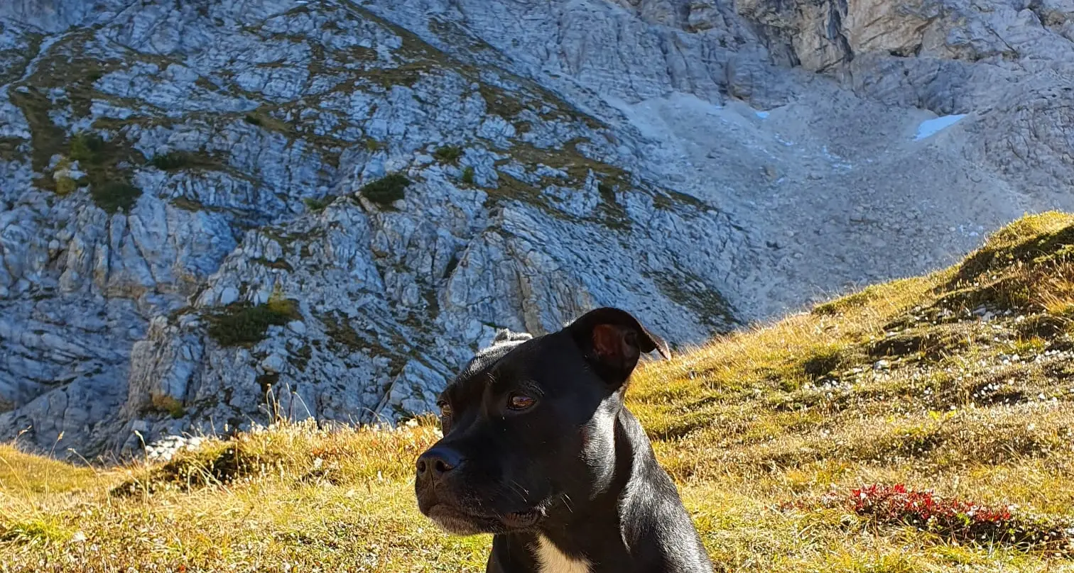 La ricerca è finita tragicamente: trovata morta la cagnolina Sky