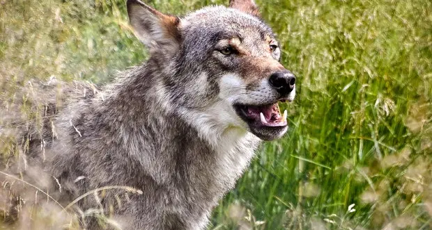 Lupi, gli animalisti non si rassegnano e annunciano un nuovo ricorso. La Lav: «In piazza a Trento per una grande manifestazione»