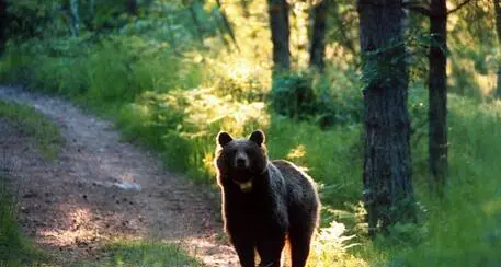 Cles, orso urtato da un’ambulanza: scappa nel bosco