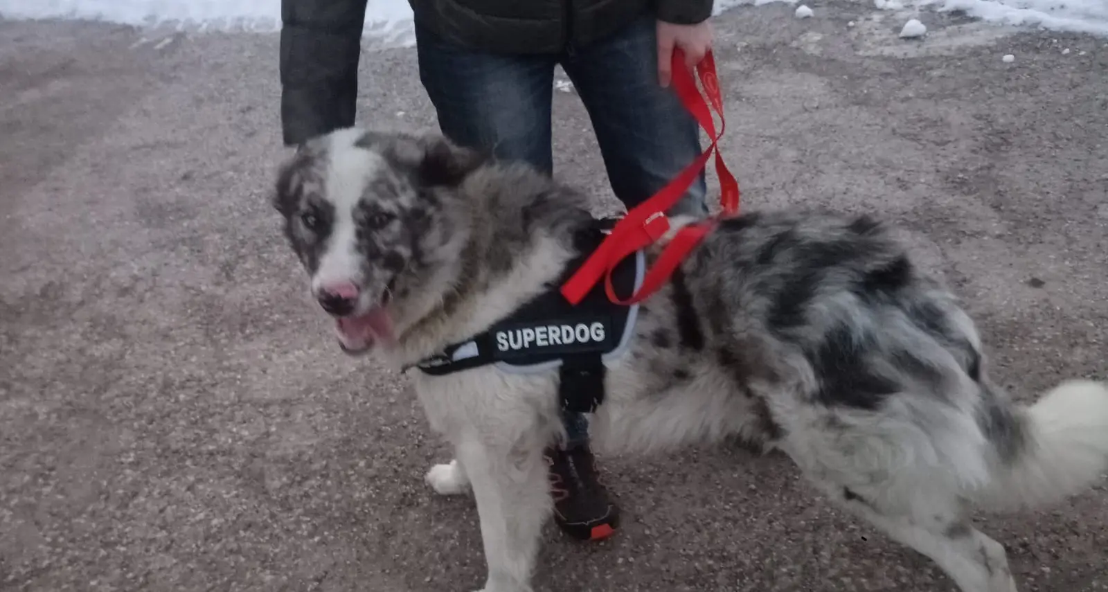 Dalle Giudicarie la storia del cane Alby, salvato dai maltrattamenti e da una catena di 2 metri