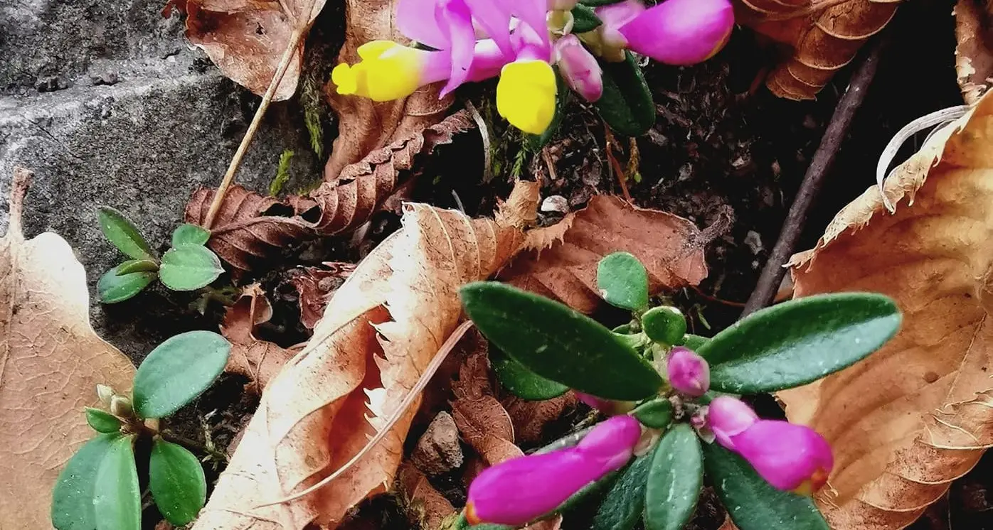 Clima pazzo: sul Bondone è già tempo di fioriture