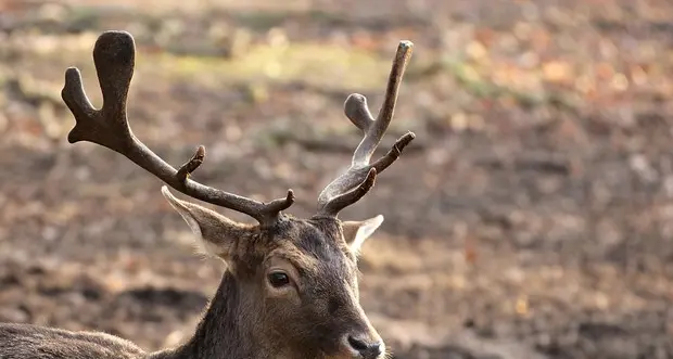 Cervi abbattuti diventano piatto prelibato in famosi ristoranti trentini. Insorgono gli animalisti di Madonna di Campiglio