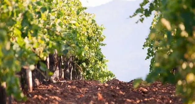 Referendum biodistretto: Legambiente e Wwf per il sì