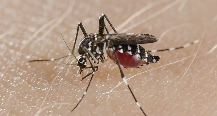Lotta alla zanzara tigre a Trento: nuova app, pastiglie larvicide gratuite e monitoraggio di parchi e orti comunali