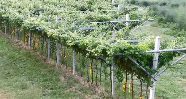 1.200 piante di vite recise di notte ad un imprenditore in Trentino