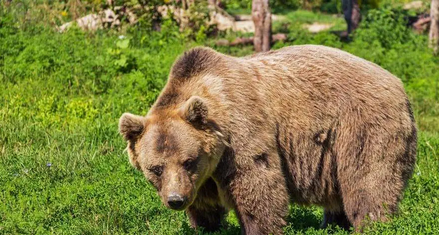 Gli animalisti chiedono al governo di impugnare legge trentina sull’abbattimento degli orsi