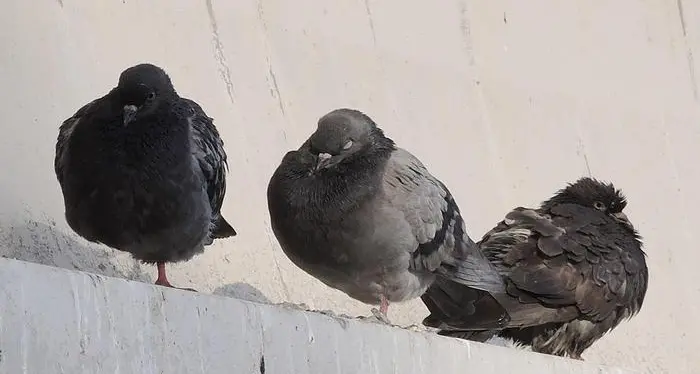 Troppi piccioni vicino agli ospedali? Arriva il falconiere