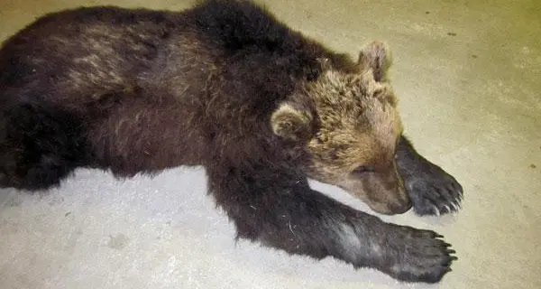 Orso investito di notte a Villa Lagarina: gravi danni all’auto ma guidatore incolume