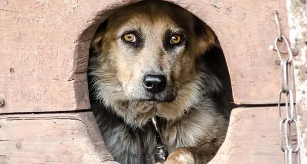 Multe (fino a 800 euro) per i cani alla catena, sì ma dal 1° luglio 2023