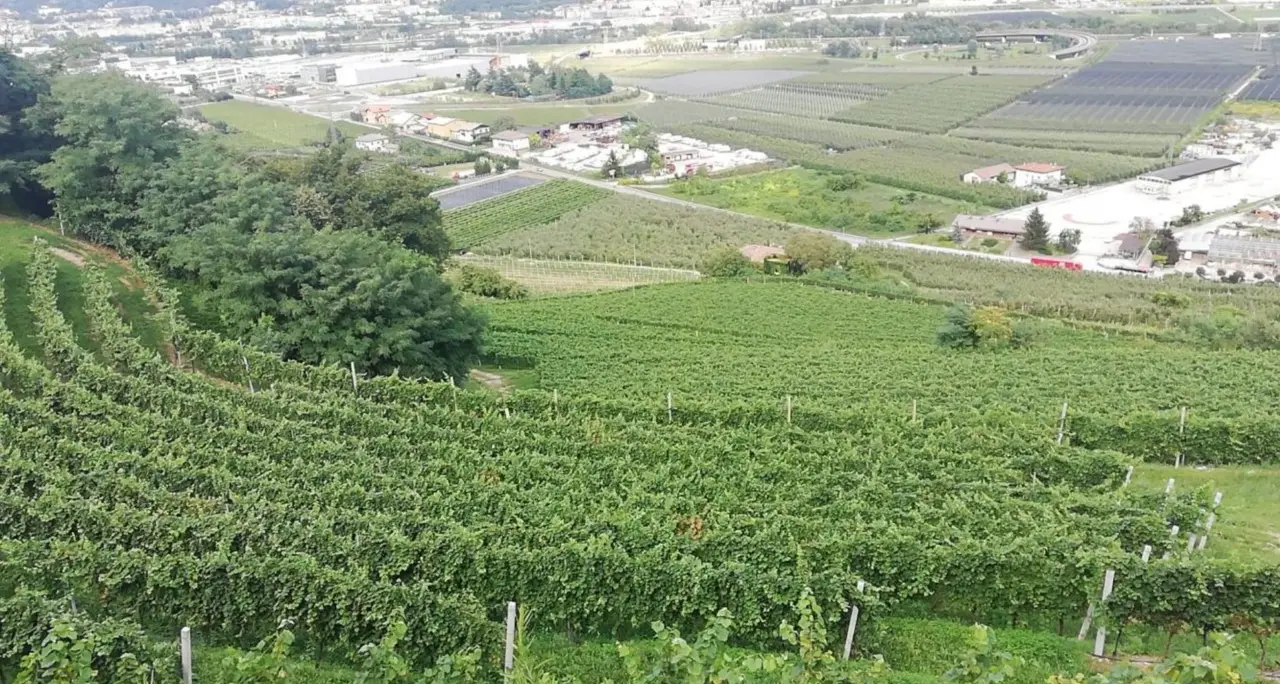 Cinque ettari di vigneti messi in affitto a Ravina e Mattarello dalla Fondazione Crosina
