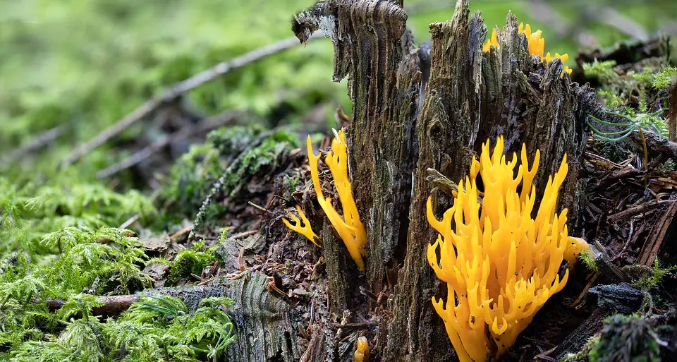 Scambiano funghi tossici per chiodini, coppia di Trento ricoverata in ospedale