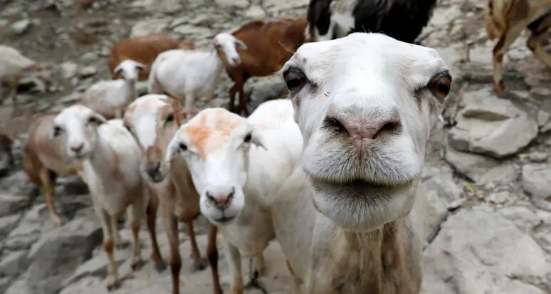 Maltrattamenti, sequestrato un gregge di 400 pecore tra la valle dei Laghi e l’Alto Garda