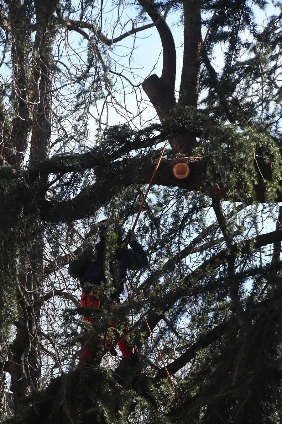 Oltrefersina, il Comune di Trento sostituisce sei alberi instabili