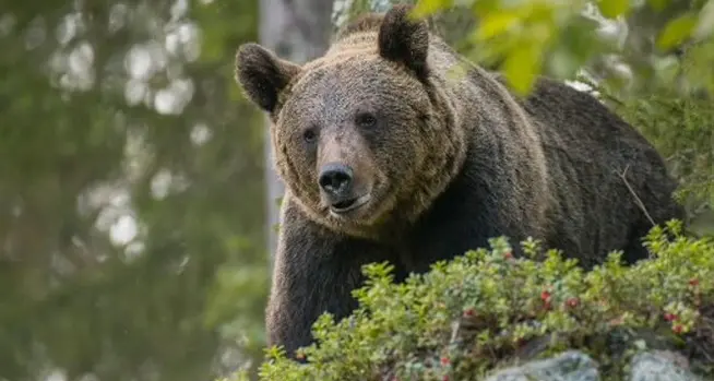 Vermiglio, nella notte catturata un’orsa e munita di radiocollare