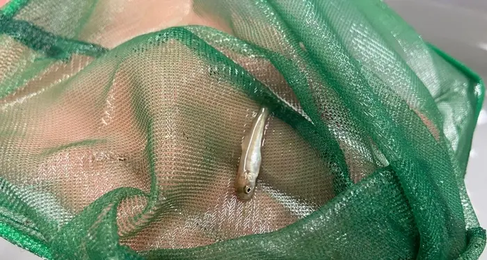 Il ritorno del carpione: una speranza per il lago di Garda