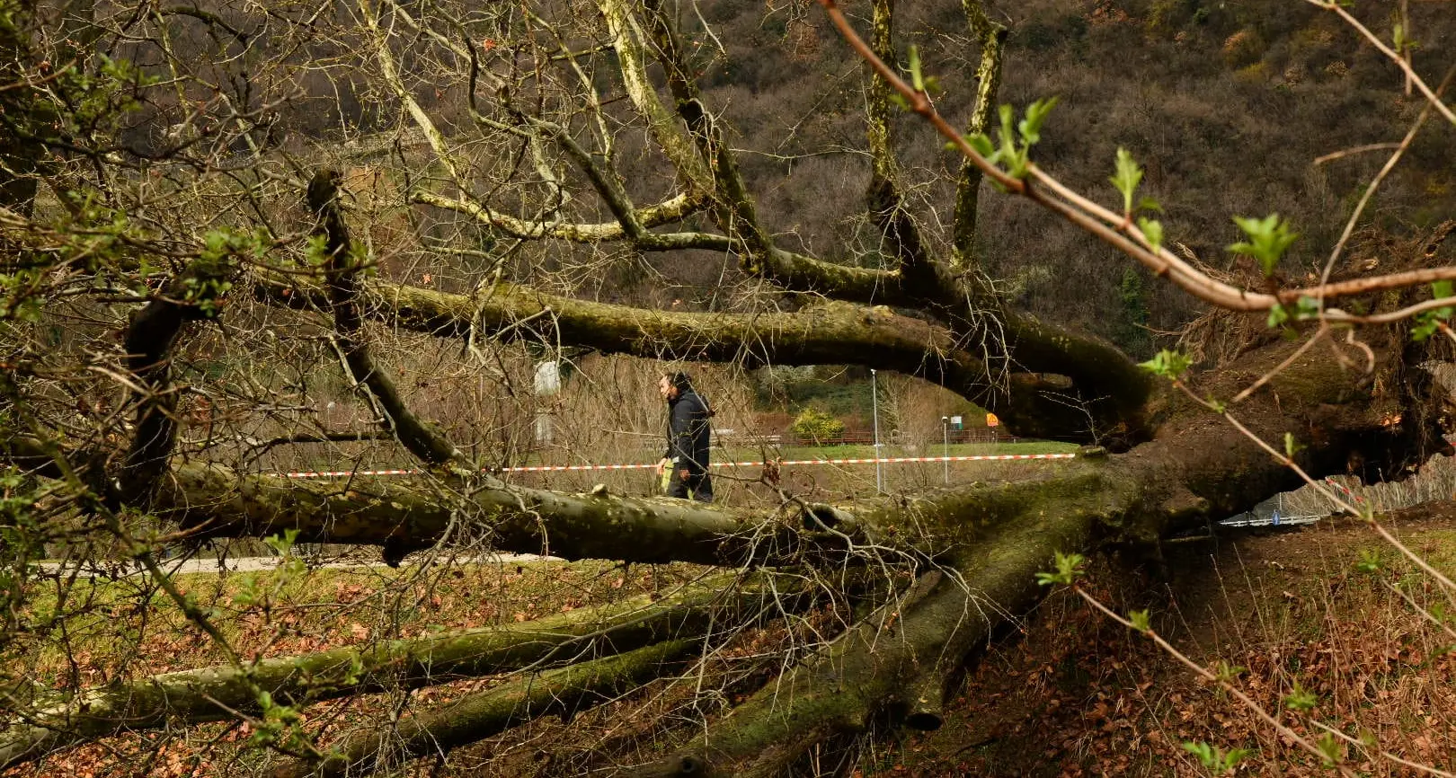 Trento, un platano cade sulla ciclabile