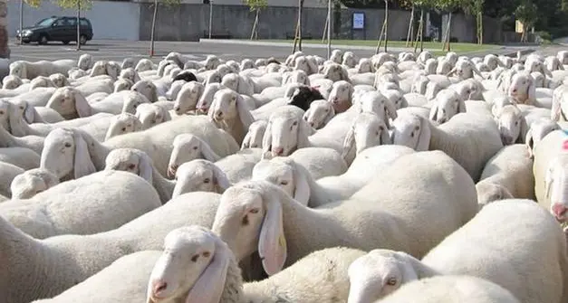 Gregge di mille pecore danneggia un pioppeto, scatta la denuncia per due allevatori trentini