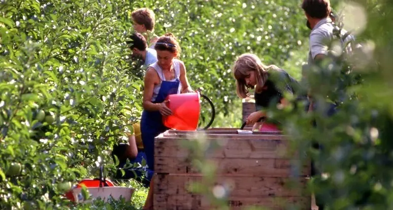 Società frutticoltori Trento: i sindacati garantiscono gli stipendi ai lavoratori
