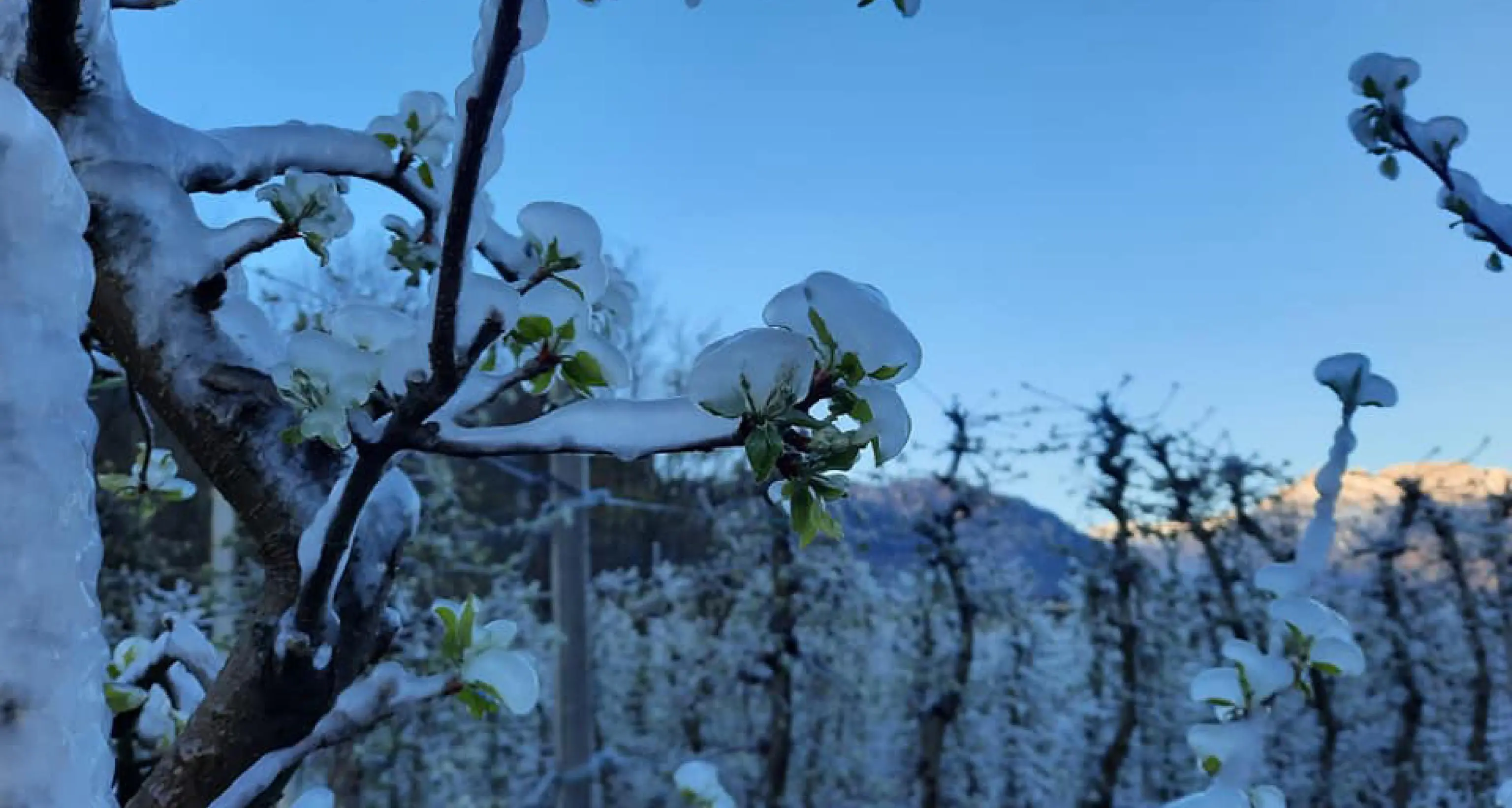 Gelate in Trentino, la prossima notte sarà quella più a rischio
