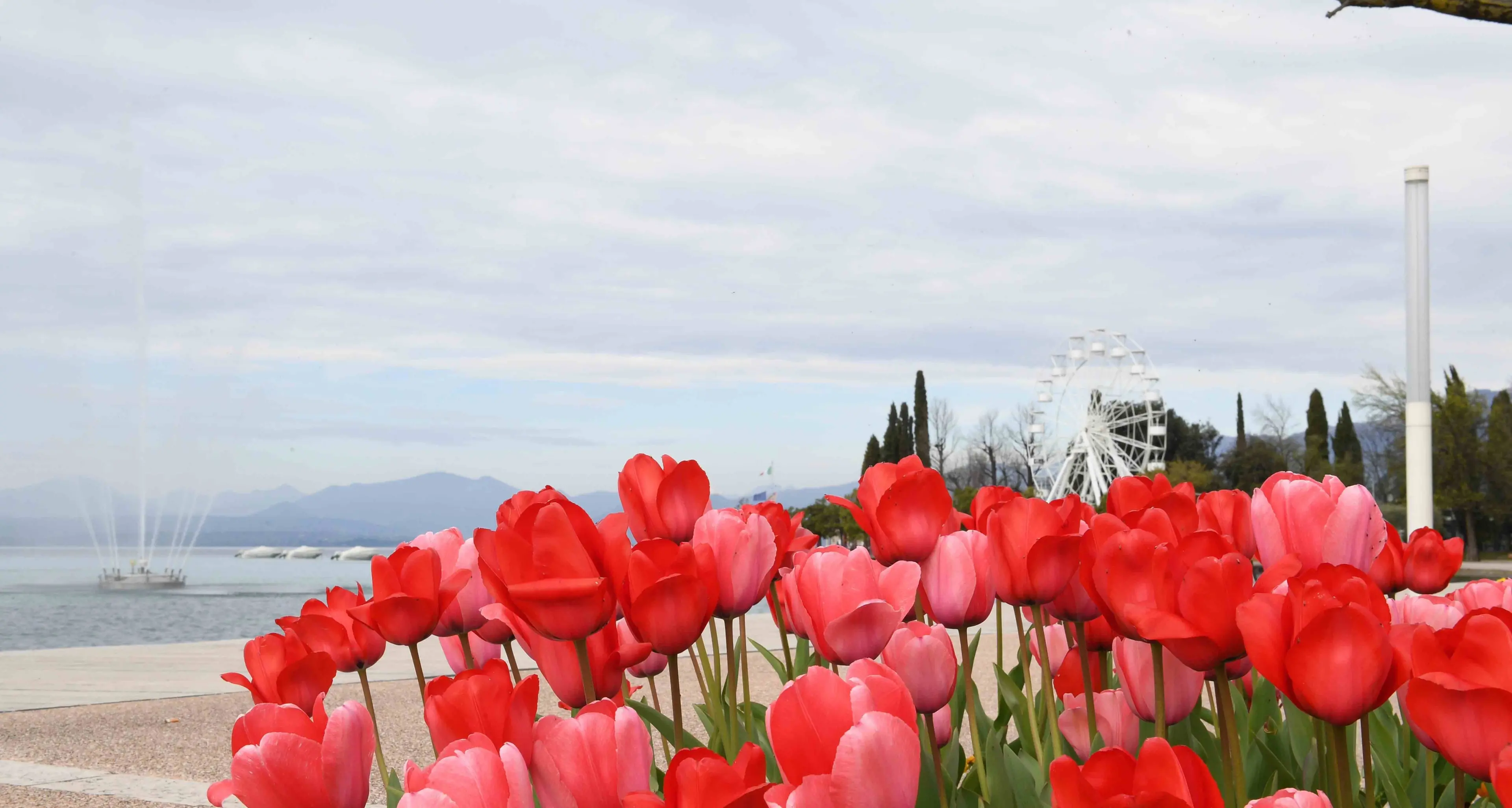 Sulla riva del lago di Garda è \"tulipanomania\"