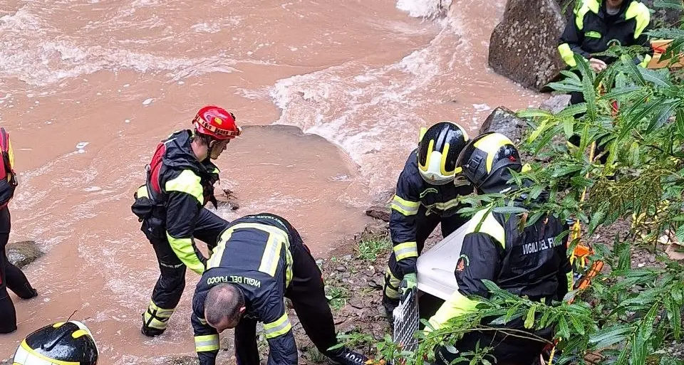 Cane cade nel torrente: salvato dai vigili del fuoco