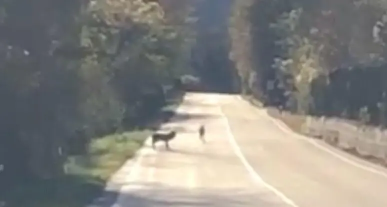Lupi aggrediscono cani per sfamarsi: allerta in un paese del Barese