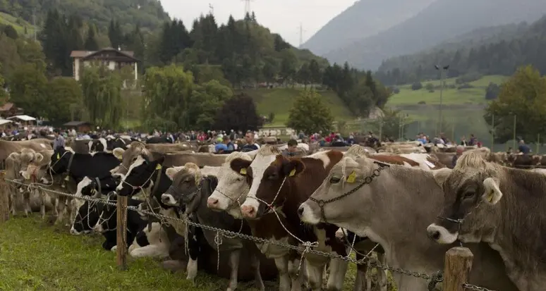Gli allevatori trentini schiacciati da costi in crescita e ricavi in calo