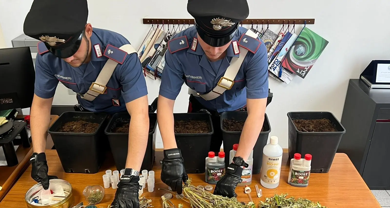 Lavis, i carabinieri intervengono per lo sfratto e trovano una serra di marijuana in salotto: sessantenne denunciato