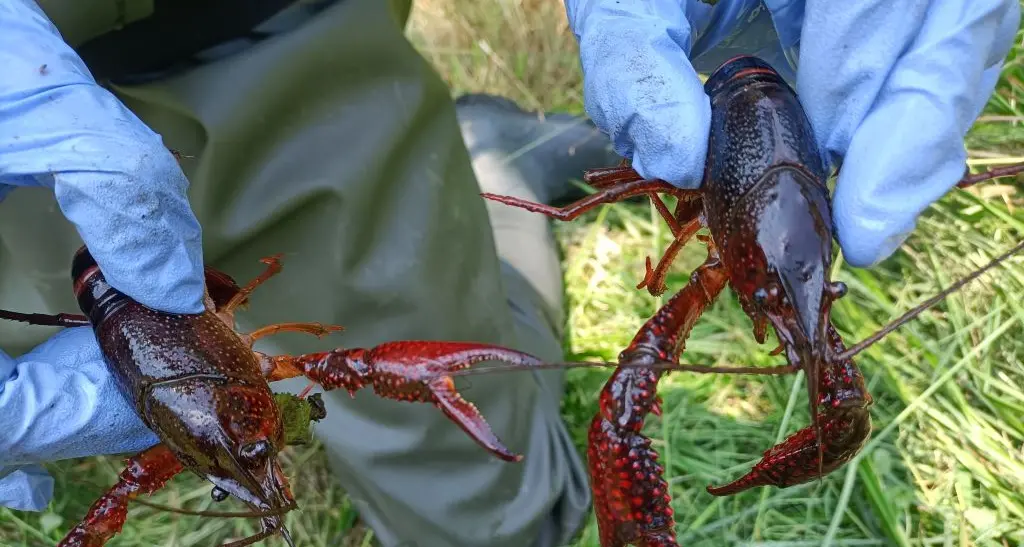 Pergine, trovato nel lago Costa il Gambero della Louisiana