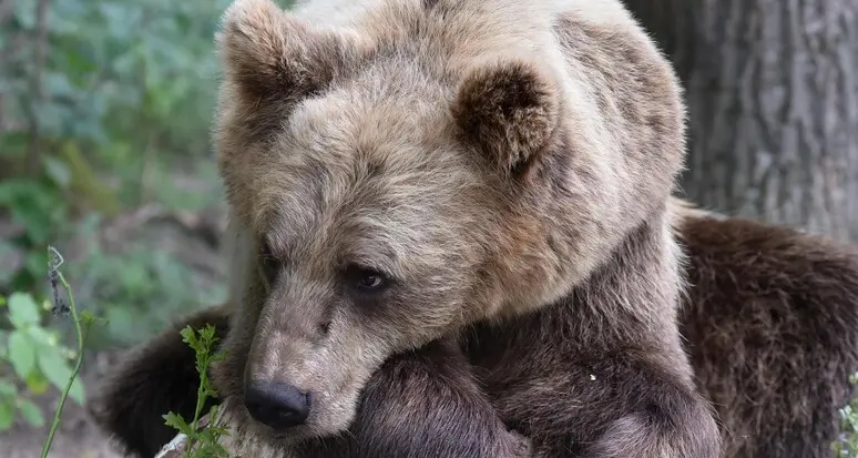 Orsi morti in Trentino, esposto degli animalisti di Aidaa