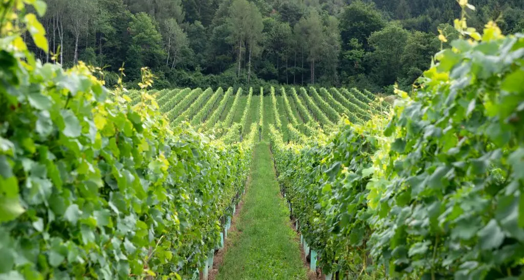 Vino, scoperto il segreto degli aromi: i risultati della ricerca Fem