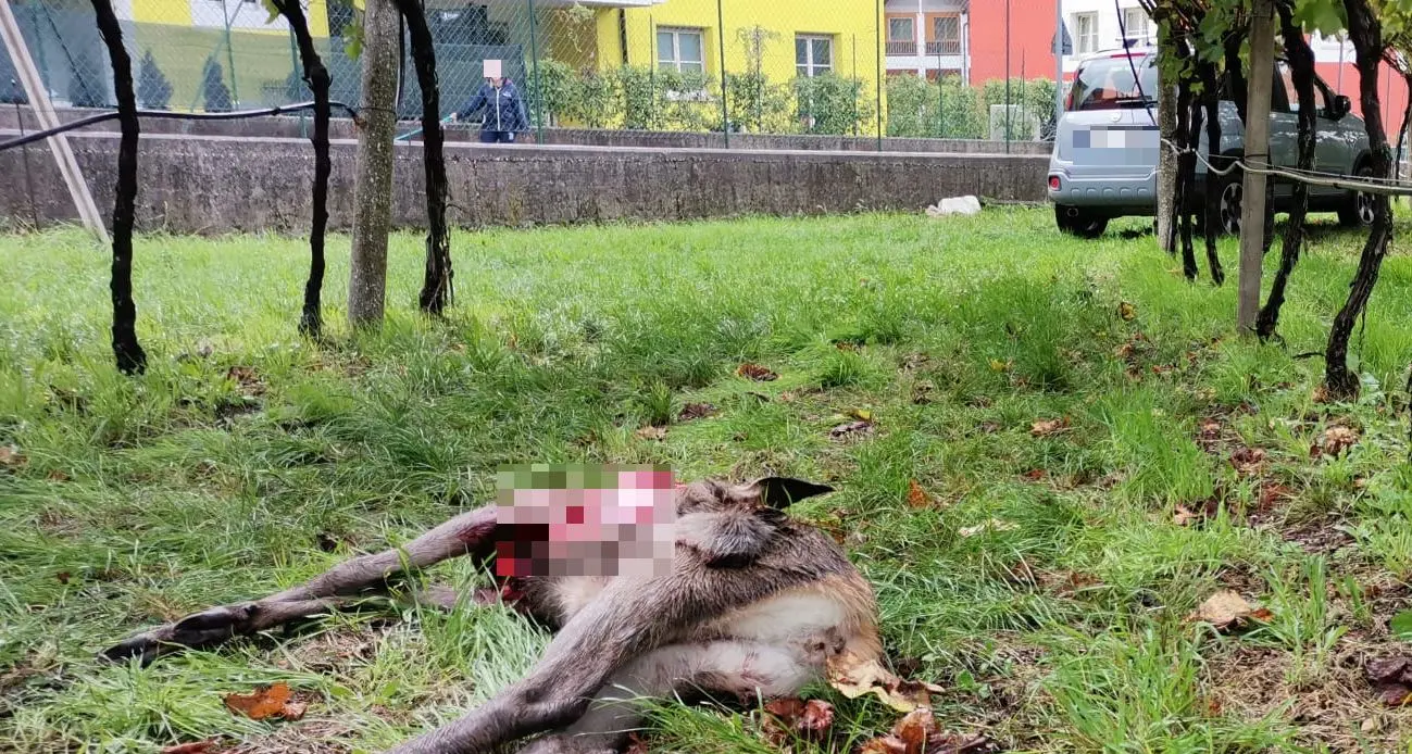 Cucciolo di cervo trovato morto azzannato vicino a Calliano: si sospetta un’aggressione dei lupi