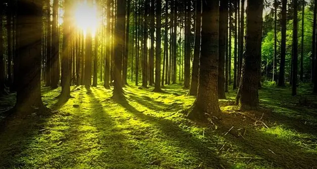 Trentino eccellenza nella gestione forestale: 280 mila ettari di bosco certificato
