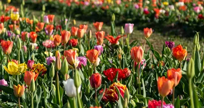 Sirmione e Bardolino si colorano con un tripudio di tulipani: decine di migliaia di bulbi in fiore